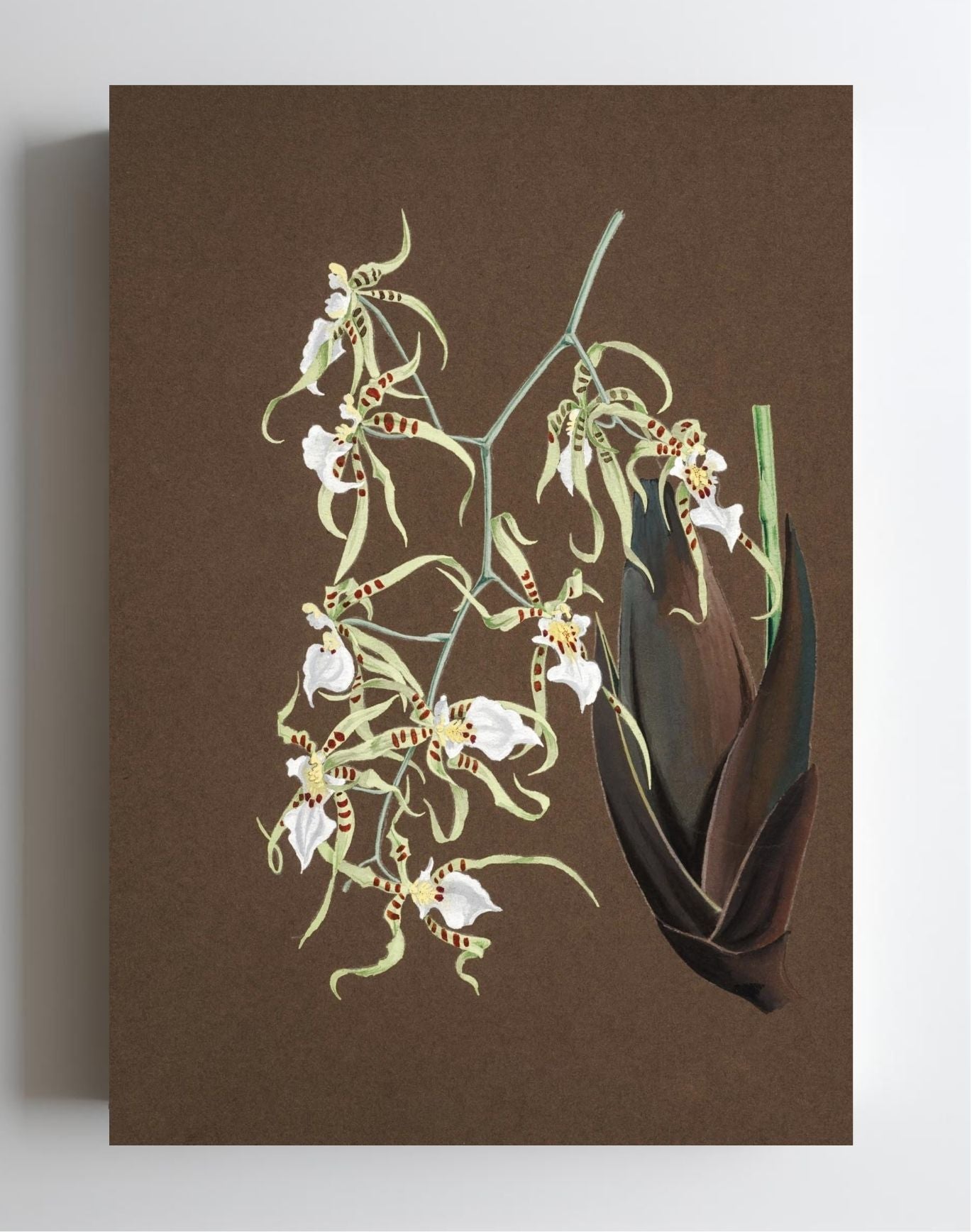 Oncidium Phymatochylum