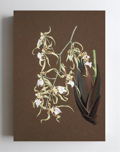 Oncidium Phymatochylum