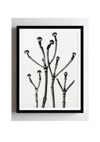 Cornus Florida (Box Wood of North America, Flowering Dogwood)