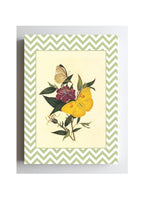 Papilio Pyranthe and Papilio Philea