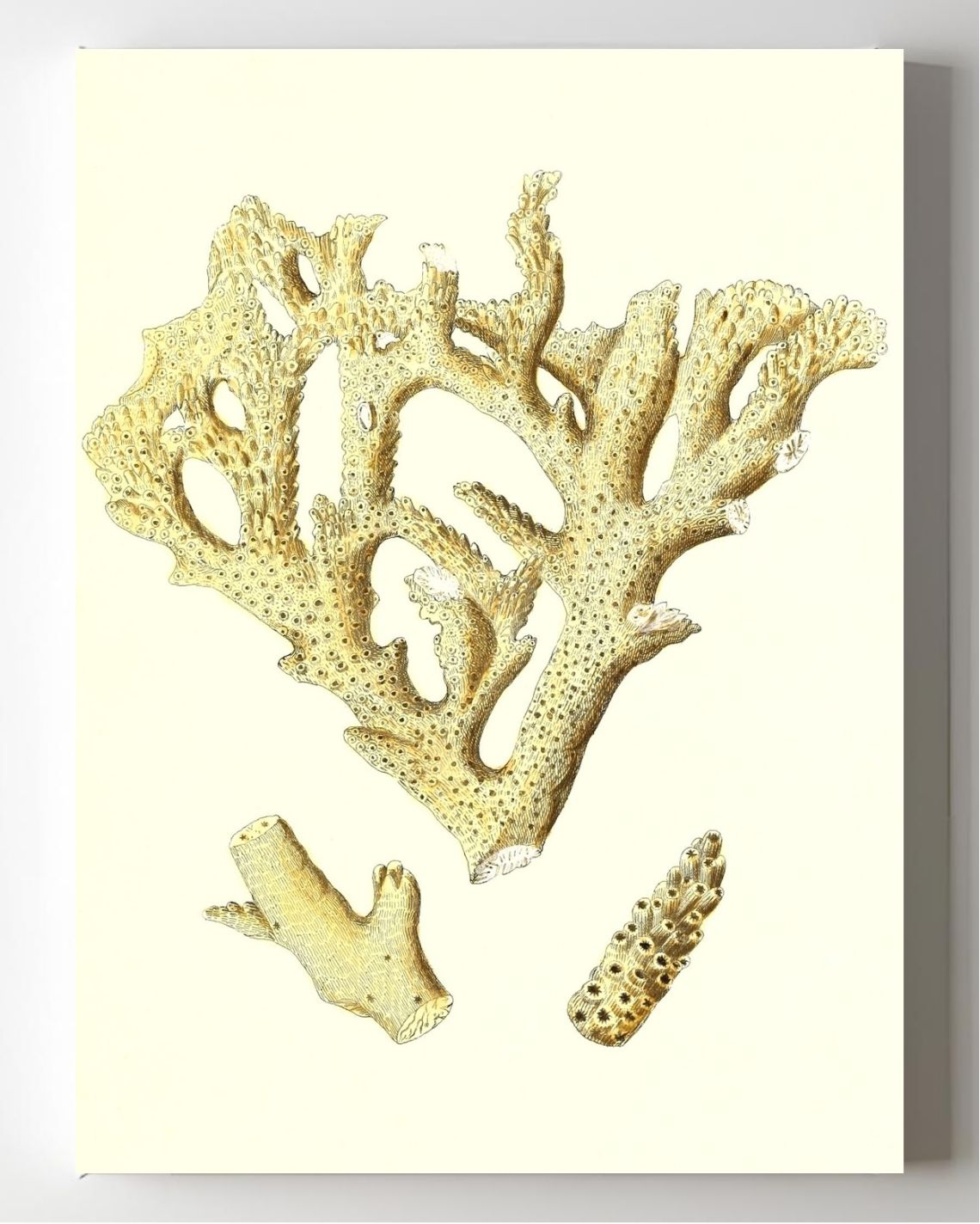 Madrepora muricata