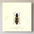 Clerus Lepidus