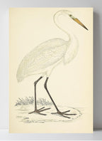 Great White Heron