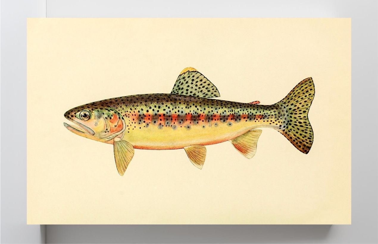 The Golden Trout of Soda Creek, California (Adult Male) Salmo-Gilberti-Whitei
