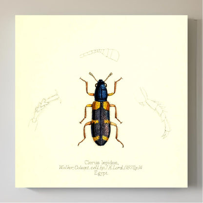 Clerus Lepidus