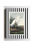 Snowy Egret