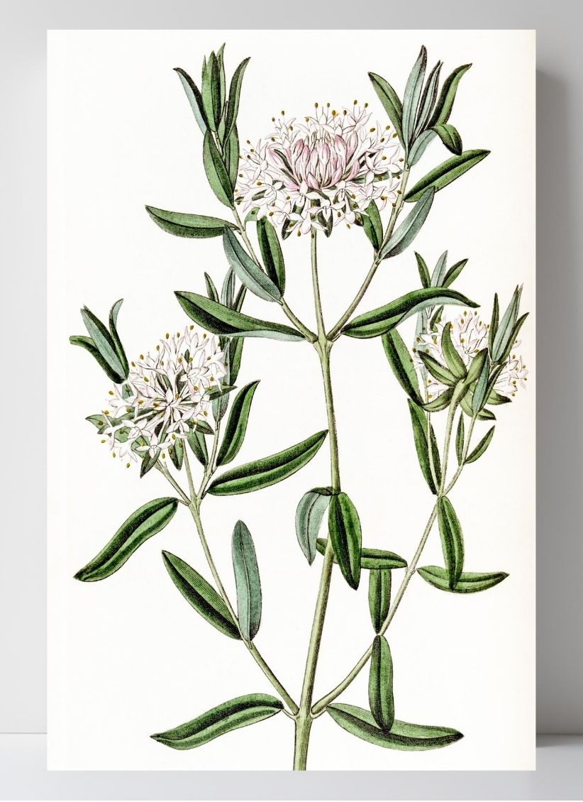 Forest Pimelea