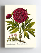 Red double-flowered peony, Mountain sempervivum