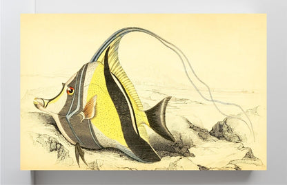 Horned Zanclus or Chaetodon