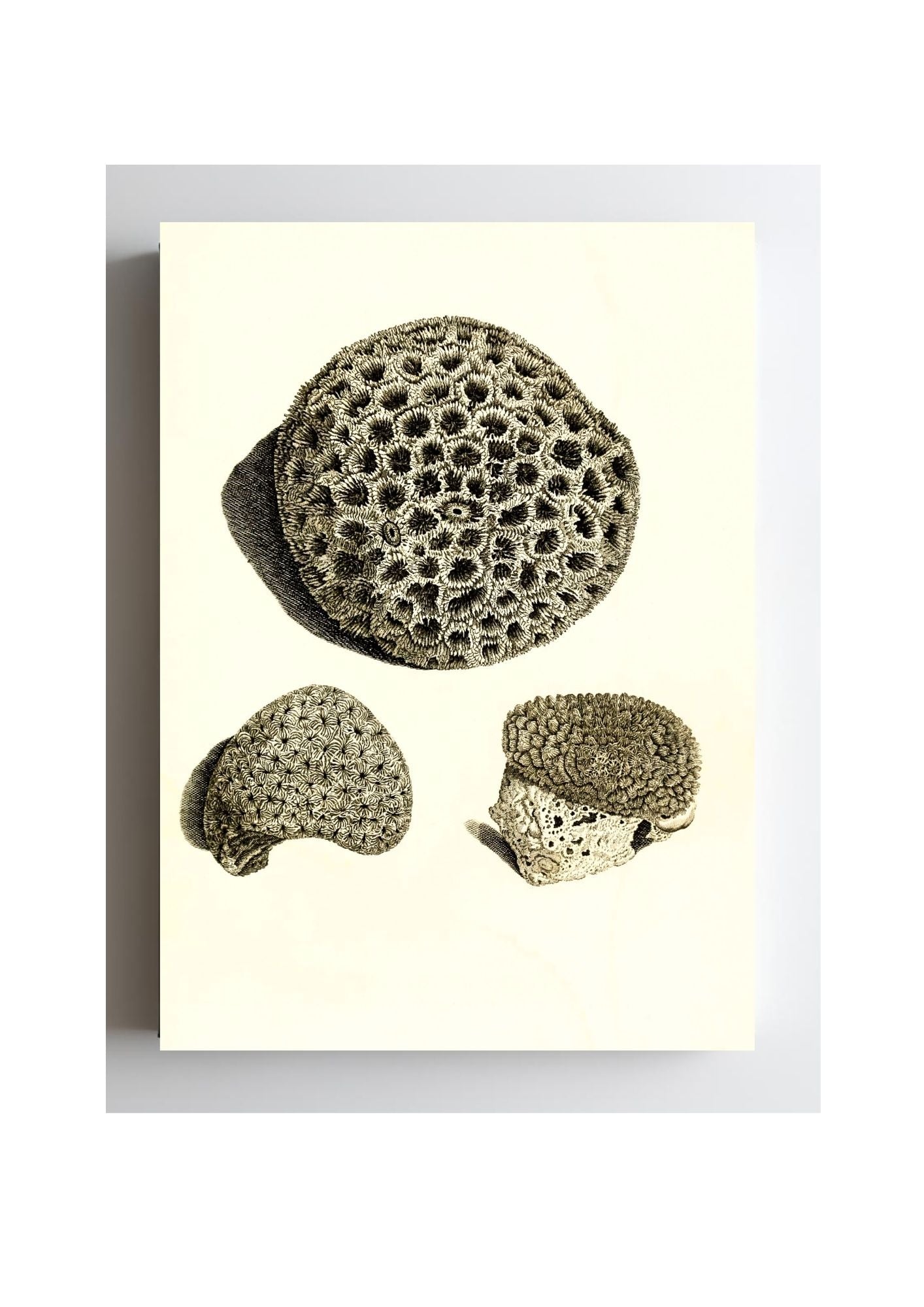 Astrea denticulata; Astrea siderea; Monticularia microconos