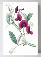 The Tangier Pea