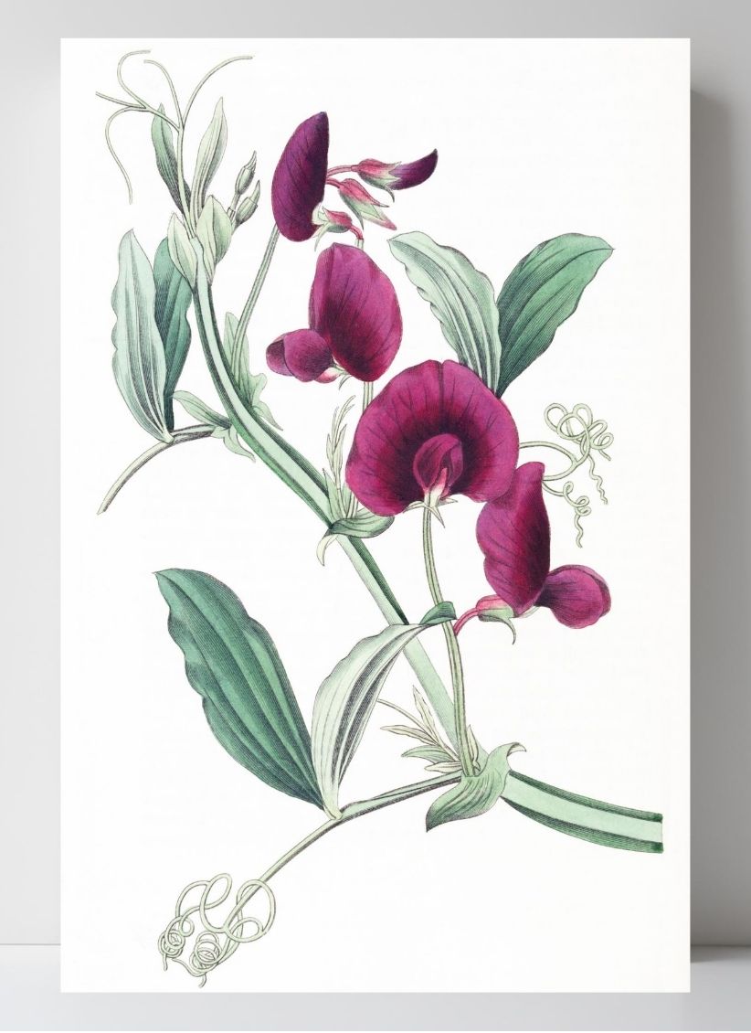 The Tangier Pea