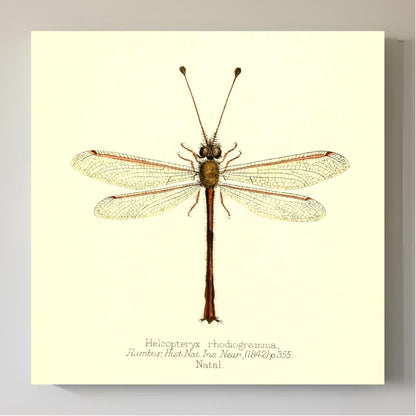 Helcopteryx Rhodiogramma