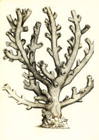 Caryophillia ramea