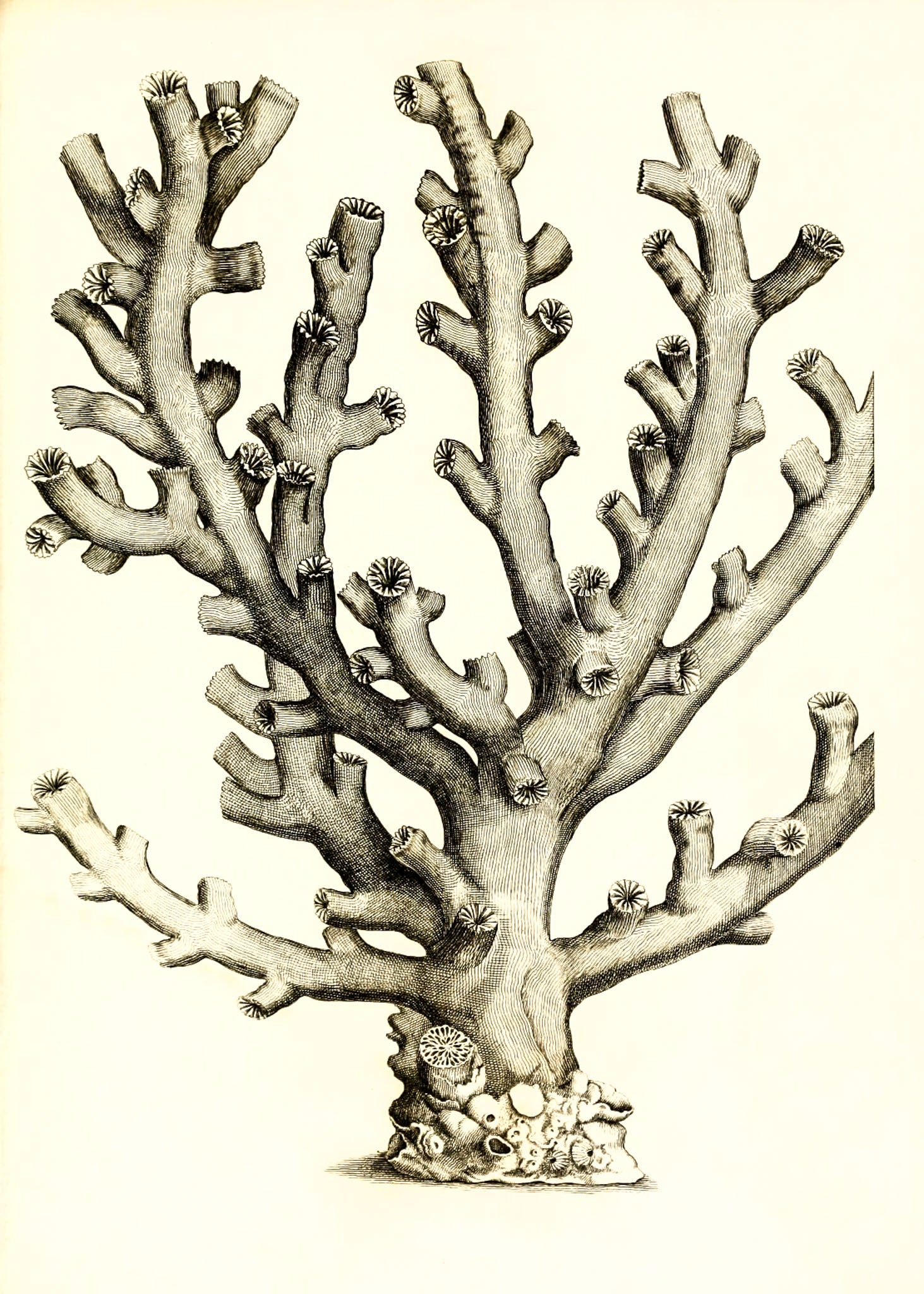 Caryophillia ramea