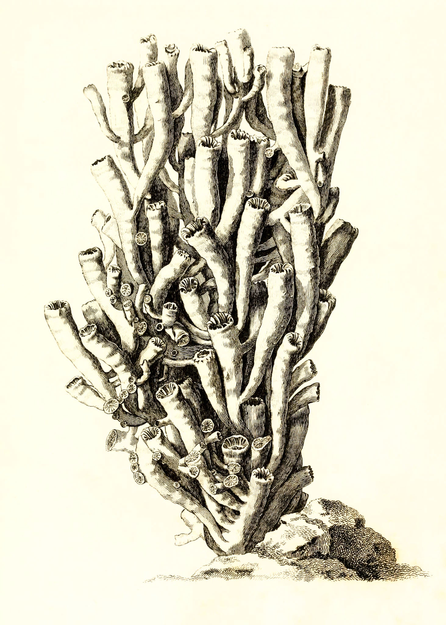 Caryophyllia antophyllum