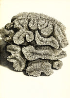 Caryophyllia sinuosa