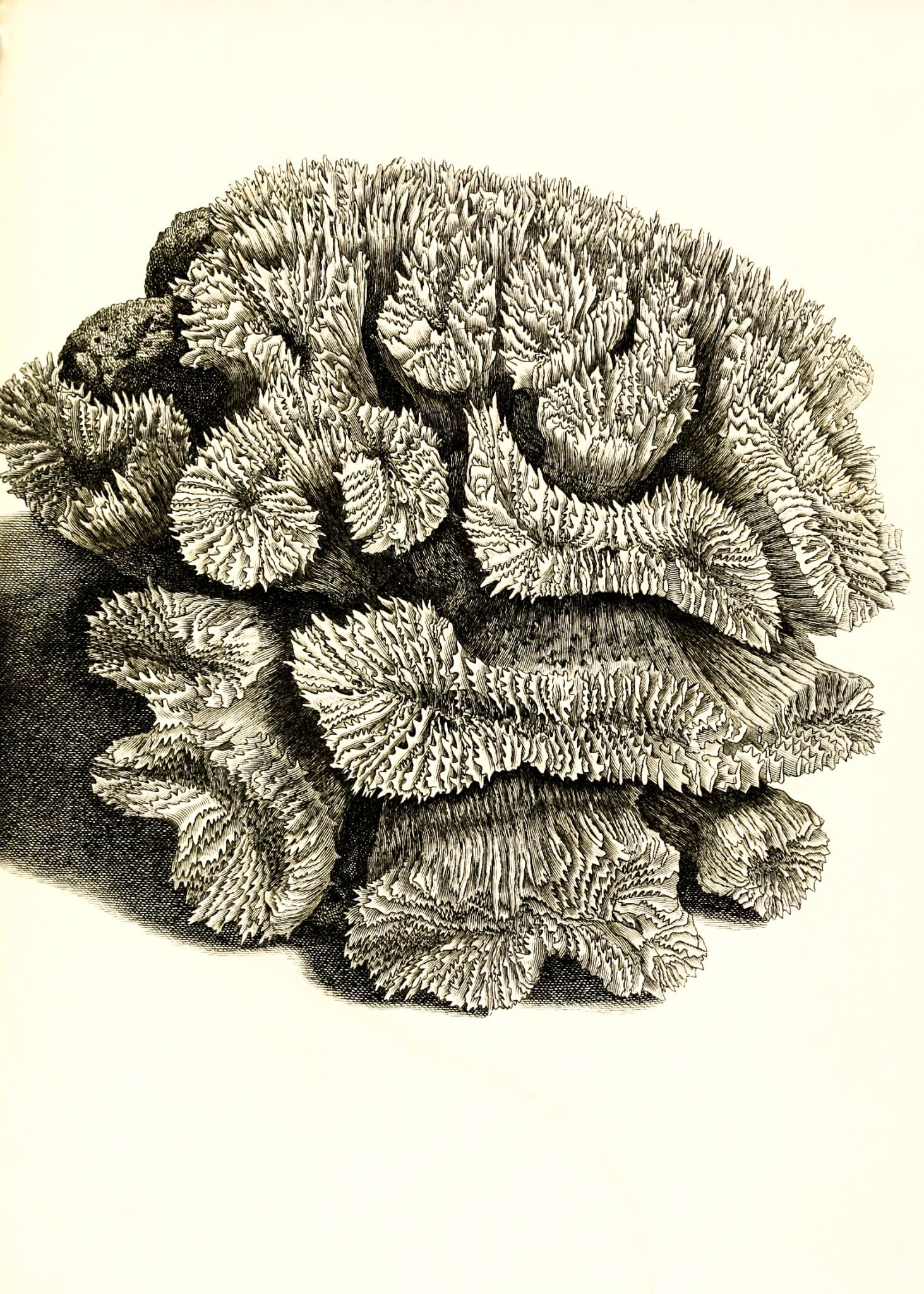Caryophyllia sinuosa
