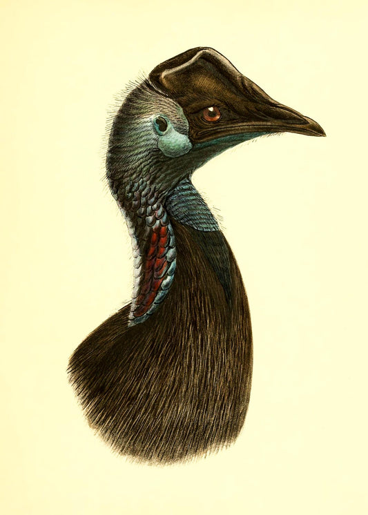 Casuarius Bennetti