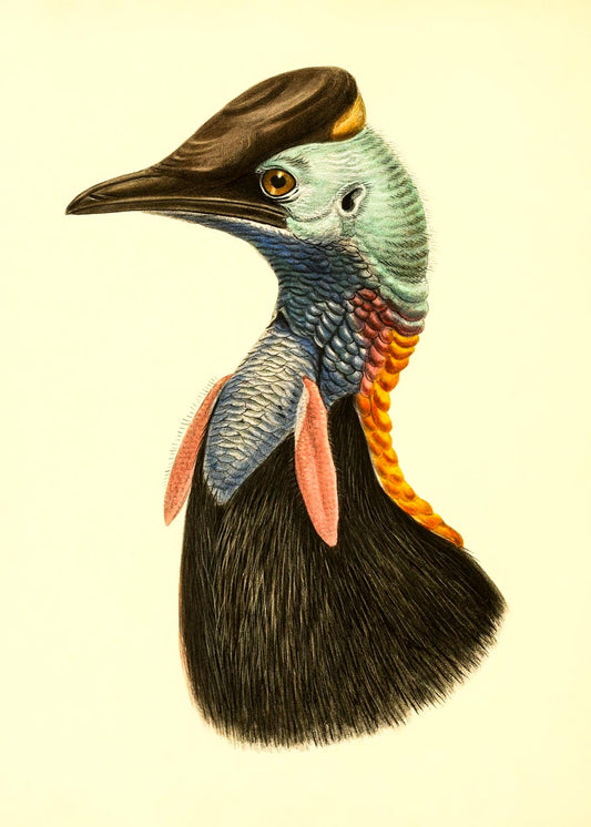 Casuarius Bicarunculatus