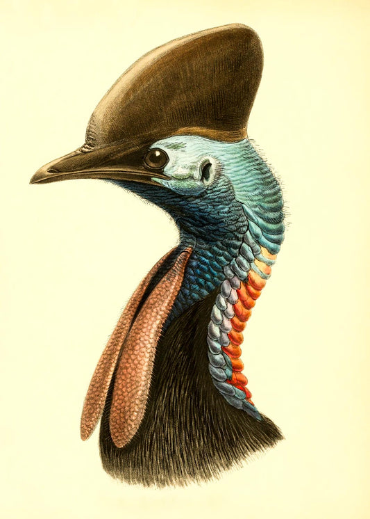 Casuarius Casuarius Australis