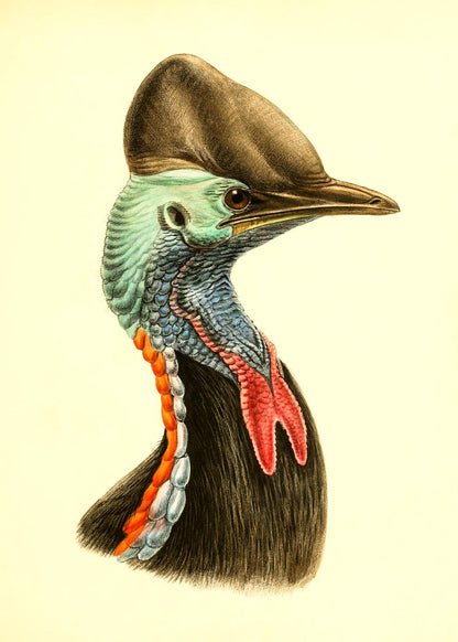 Casuarius Casuarius Beccarii