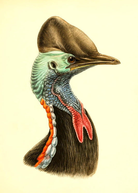 Casuarius Casuarius Beccarii