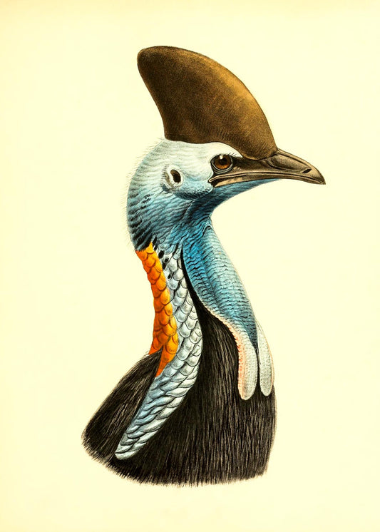 Casuarius Casuarius Intensus