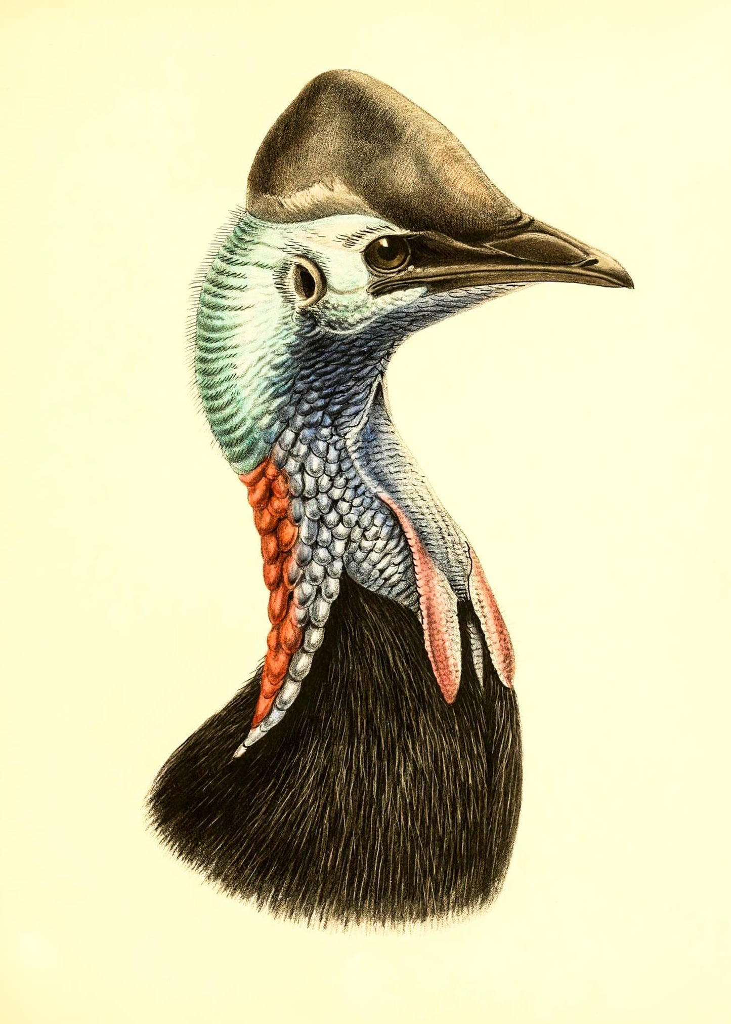 Casuarius Casuarius Salvadorii