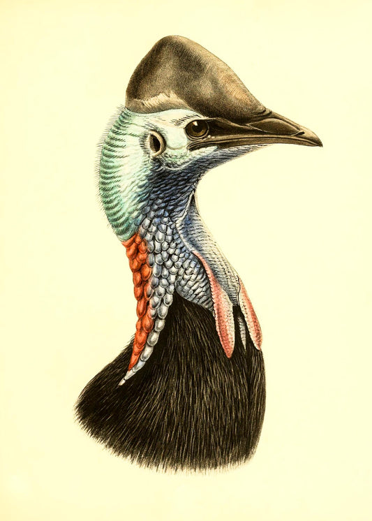 Casuarius Casuarius Salvadorii