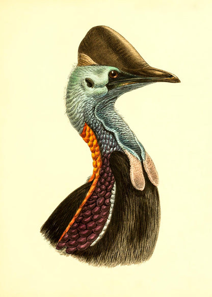 Casuarius Casuarius Violicollis