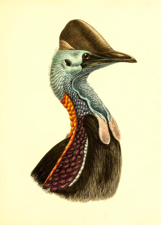 Casuarius Casuarius Violicollis