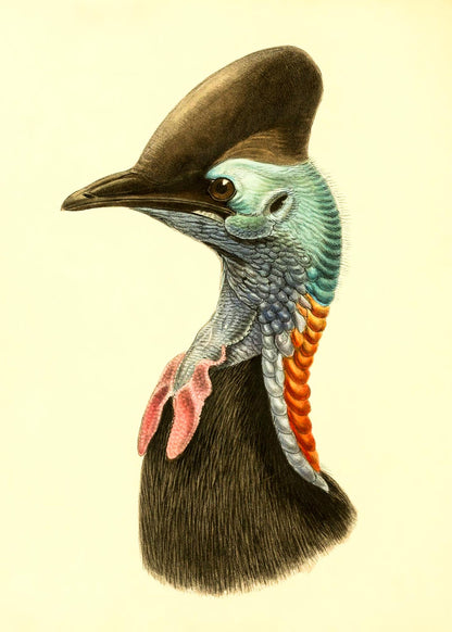 Casuarius Casuarius