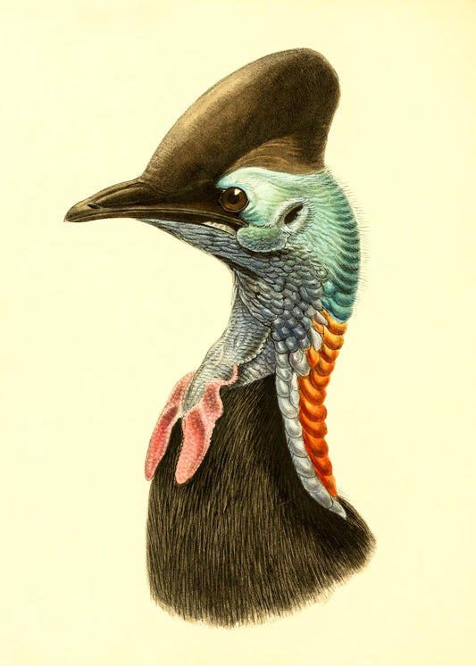 Casuarius Casuarius