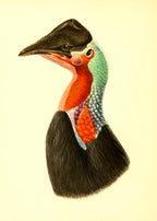 Casuarius Loriae