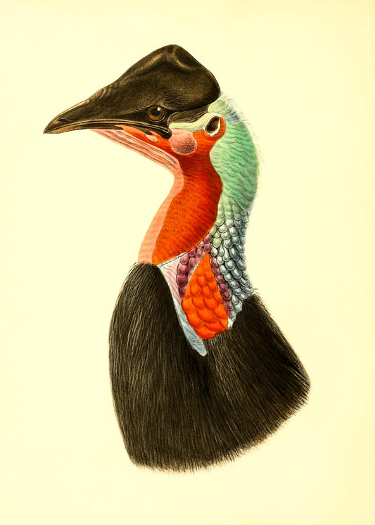 Casuarius Loriae