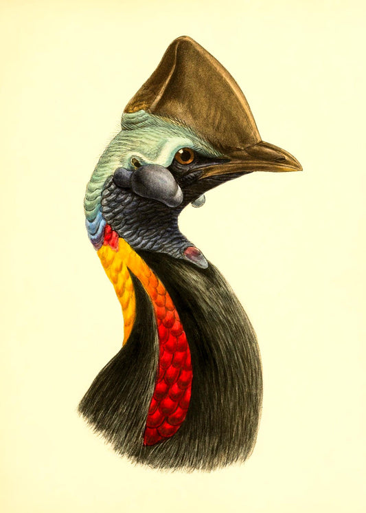 Casuarius Philipi