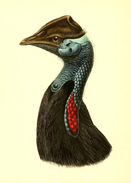 Casuarius Picticollis Hecki