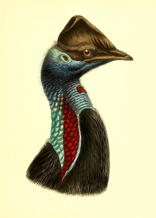 Casuarius Picticollis