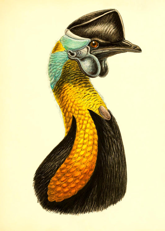 Casuarius Uniappendiculatus