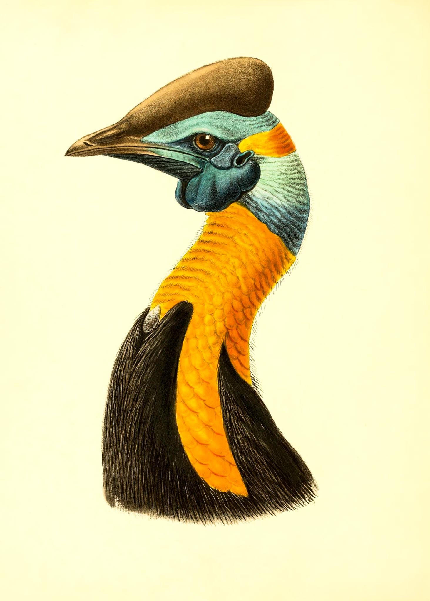 Casuarius Uniappendiculatus Aurantiacus