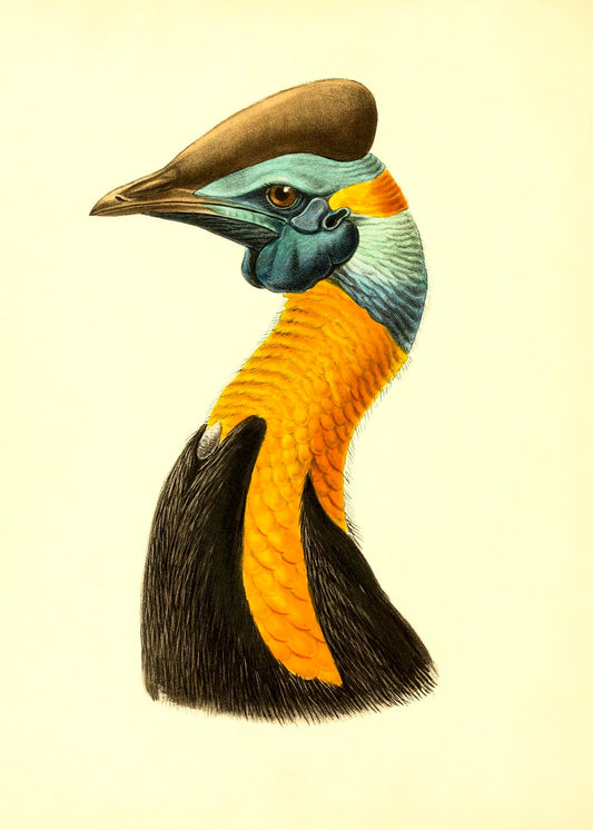 Casuarius Uniappendiculatus Aurantiacus