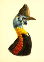 Casuarius Uniappendiculatus Occipitalis
