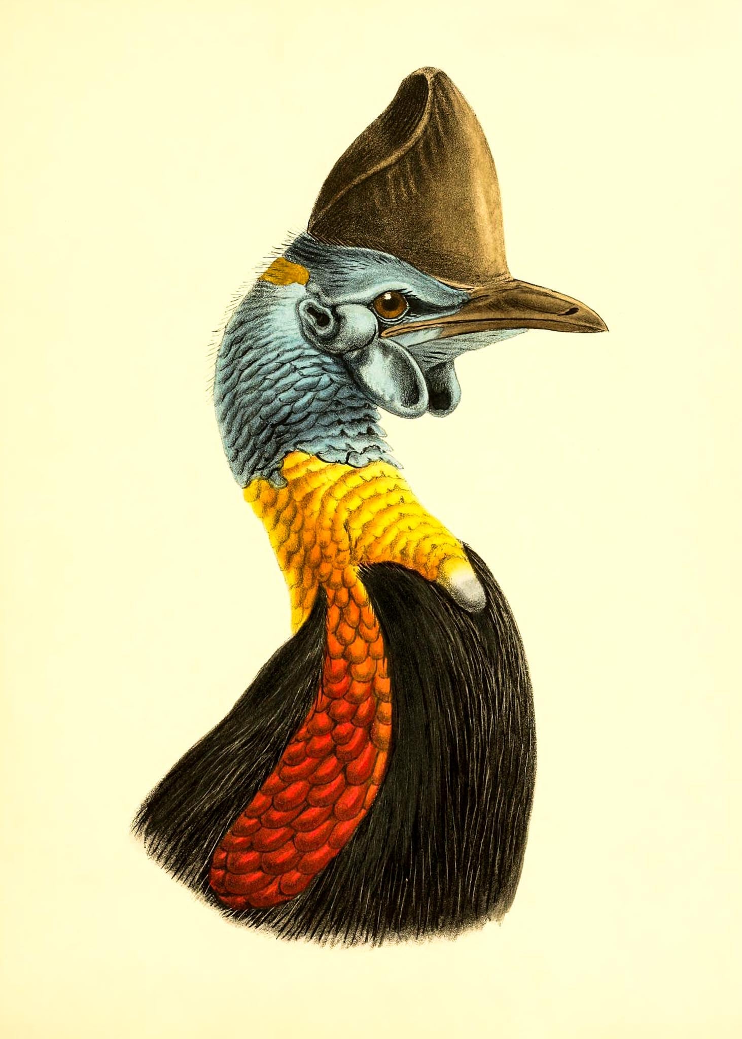 Casuarius Uniappendiculatus Occipitalis