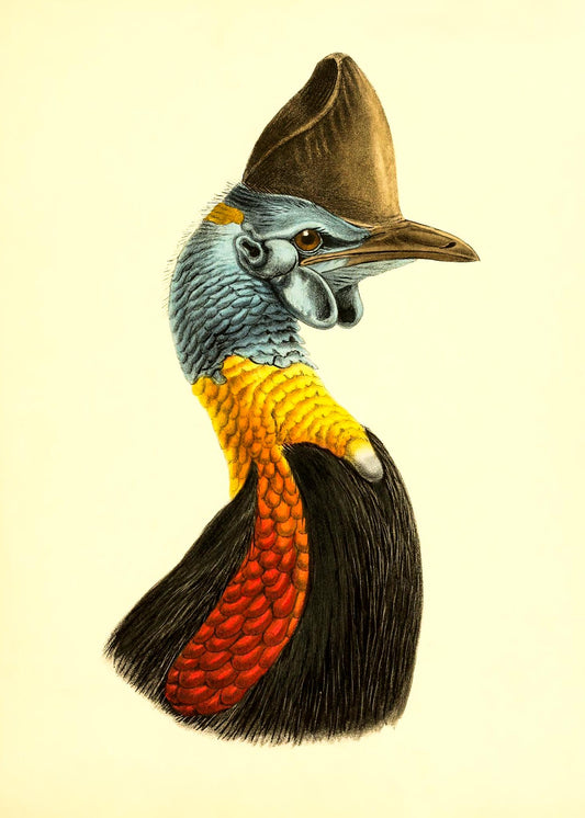 Casuarius Uniappendiculatus Occipitalis