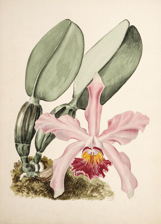 Cattaleya whitei