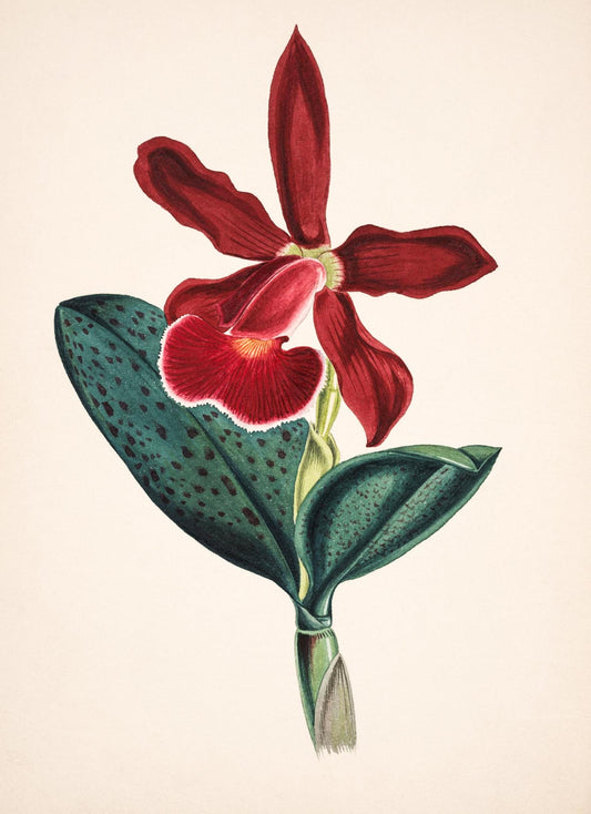 Cattleya Schilleriana Var Concolor