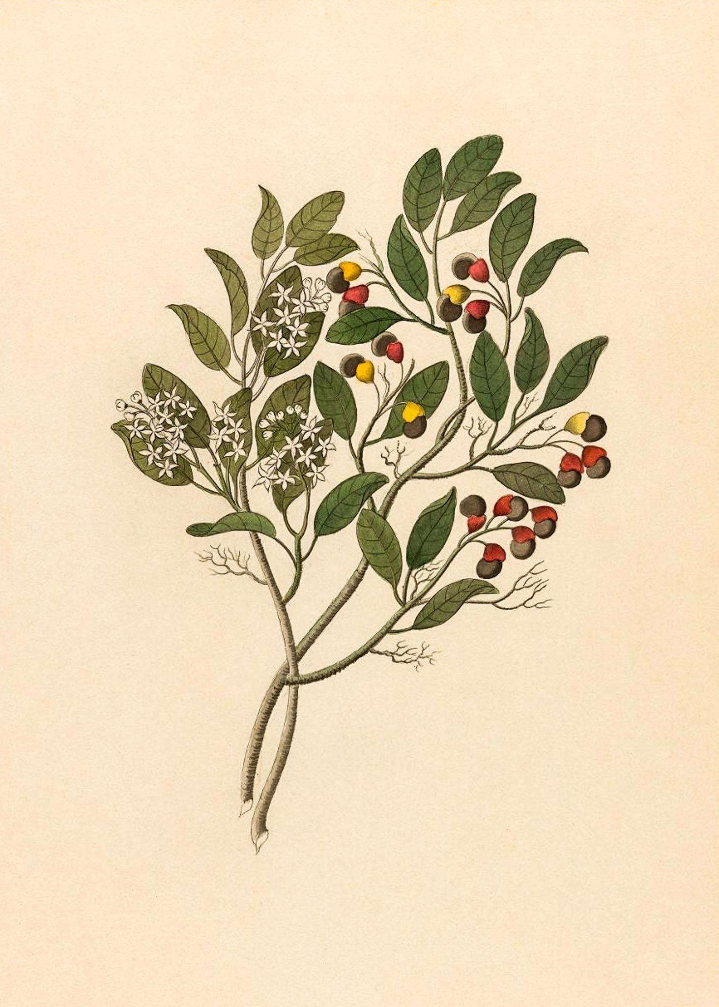 Celastrus (Apodytes Dimidiata)
