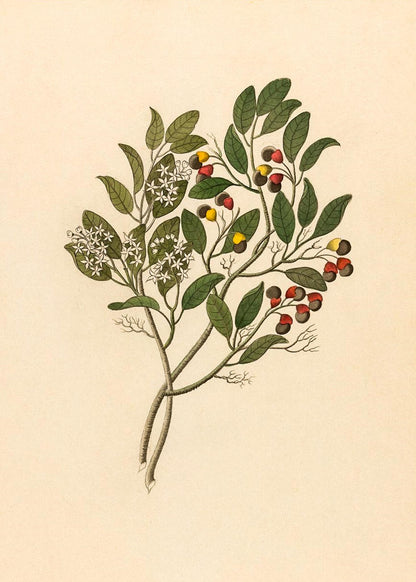 Celastrus (Apodytes Dimidiata)