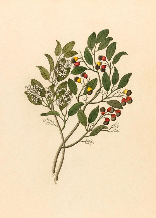 Celastrus (Apodytes Dimidiata)